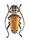 foto de beetlebug