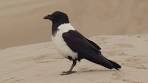 foto de Desert Crows